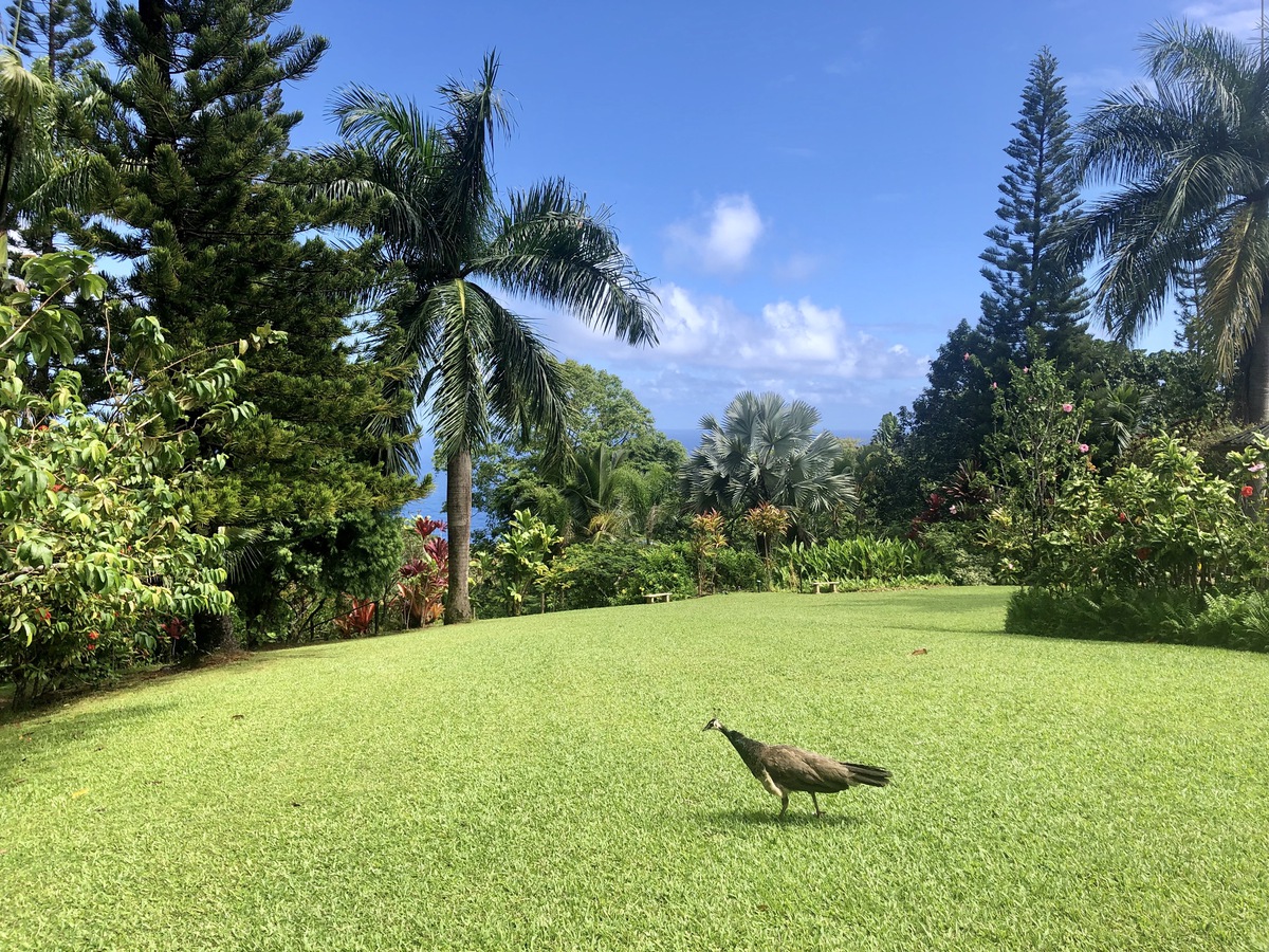 Las mejores cosas para ver y hacer en Maui - 15