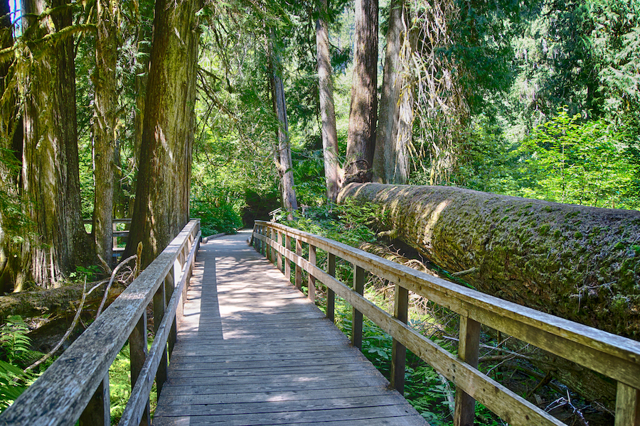 7 mejores caminatas en el Parque Nacional Mount Rainier - 11