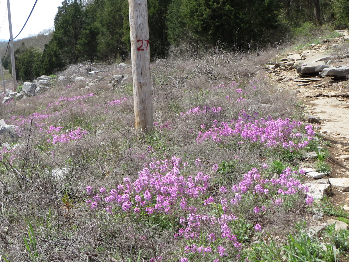 7 mejores caminatas de flores silvestres en Alabama - 7