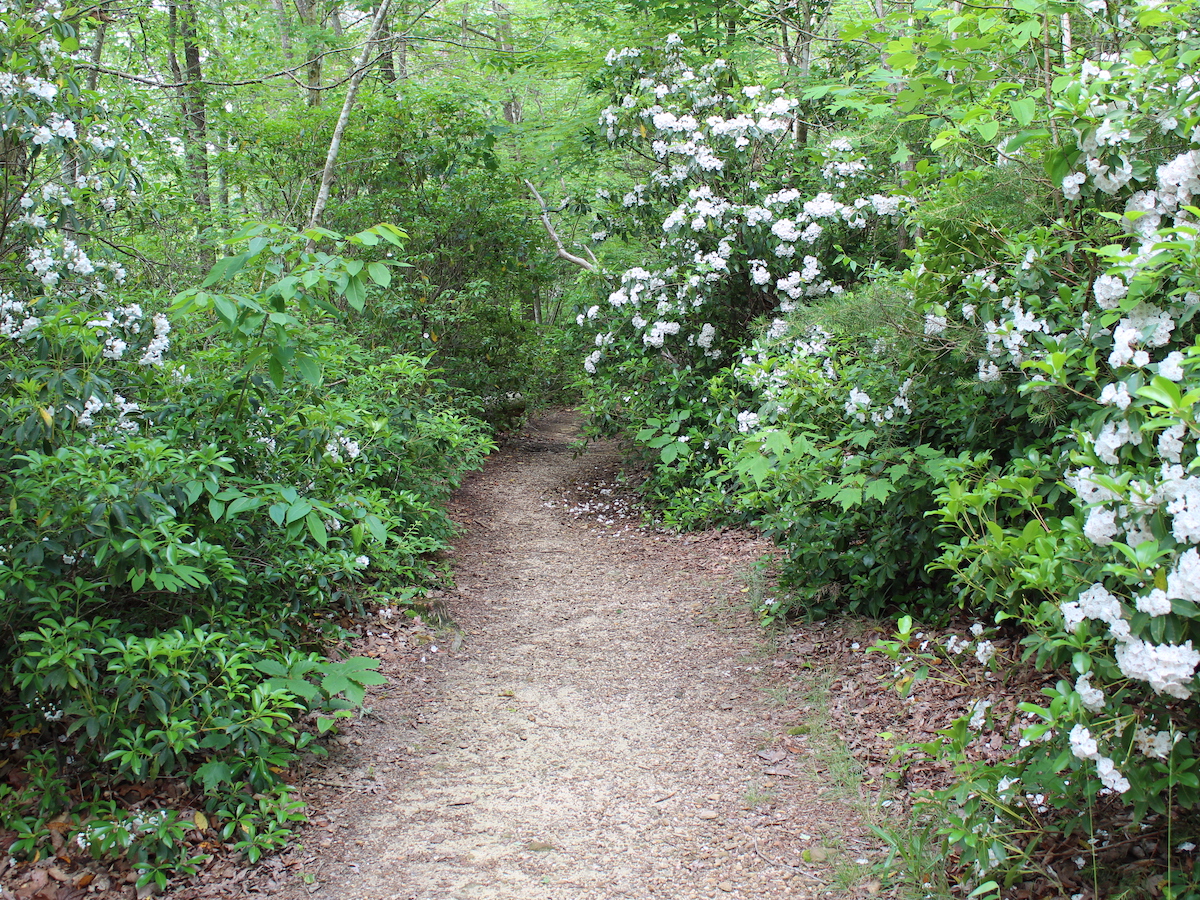 7 mejores caminatas de flores silvestres en Alabama - 13