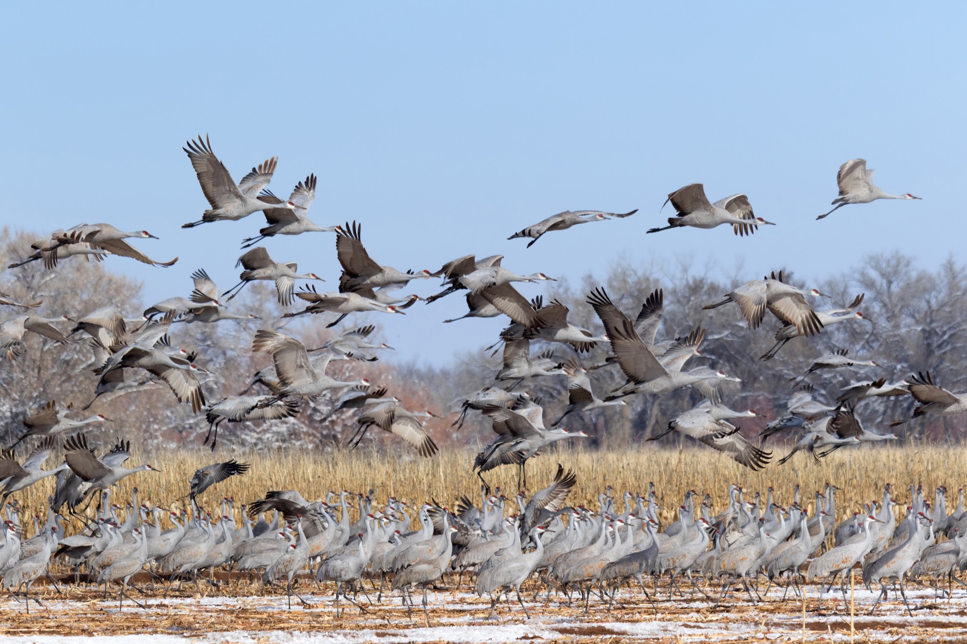 Por qué necesitas ver la migración de grúa Sandhill de Nebraska - 7