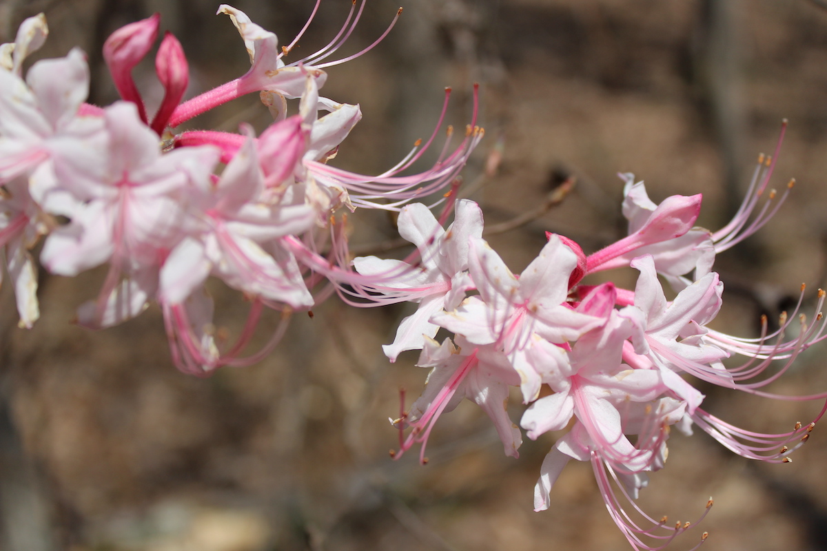 7 mejores caminatas de flores silvestres en Alabama - 15