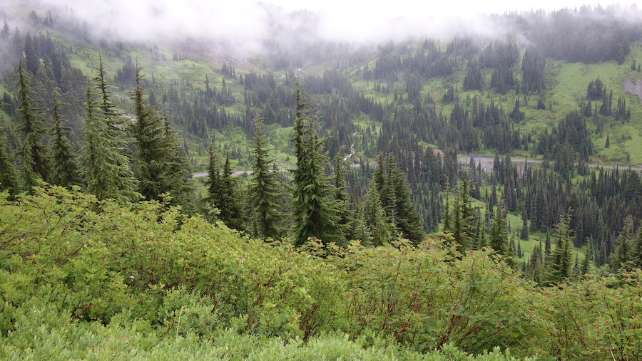 Parque Nacional Mount Rainier: 9 cosas que debe saber antes de visitar - 11