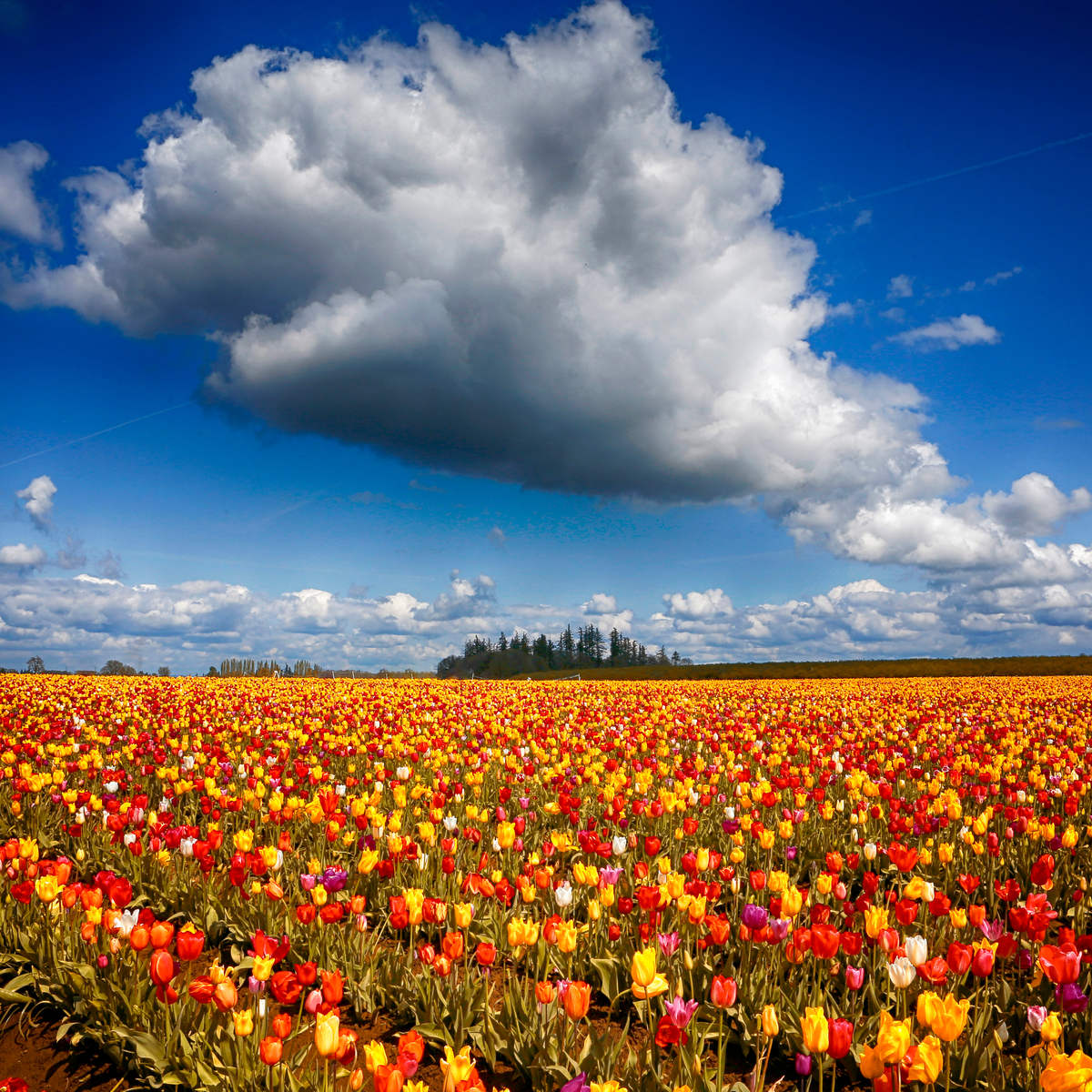 Los 8 mejores festivales de tulipán en los EE. UU. - 9