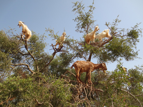 Escaladas cabras de Marruecos: ¿Por qué hacen esto? - 1