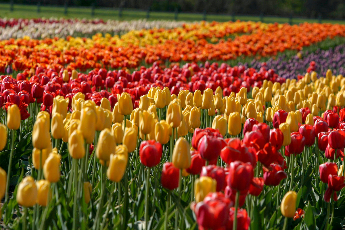 7 experiencias fantásticas en el hermoso festival de tulipán - 3
