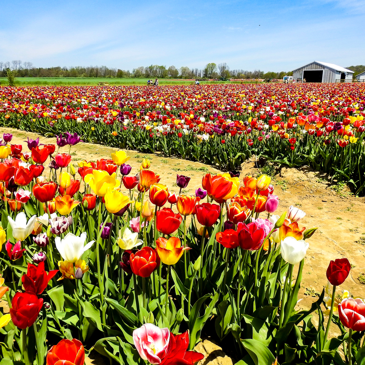 Los 8 mejores festivales de tulipán en los EE. UU. - 13