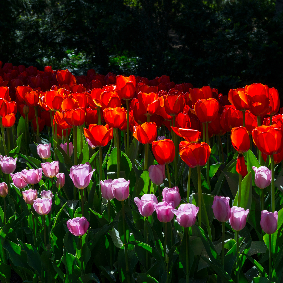 Los 8 mejores festivales de tulipán en los EE. UU. - 15