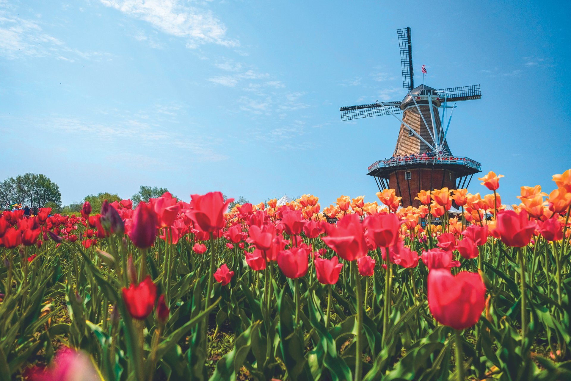 Los 8 mejores festivales de tulipán en los EE. UU. - 93