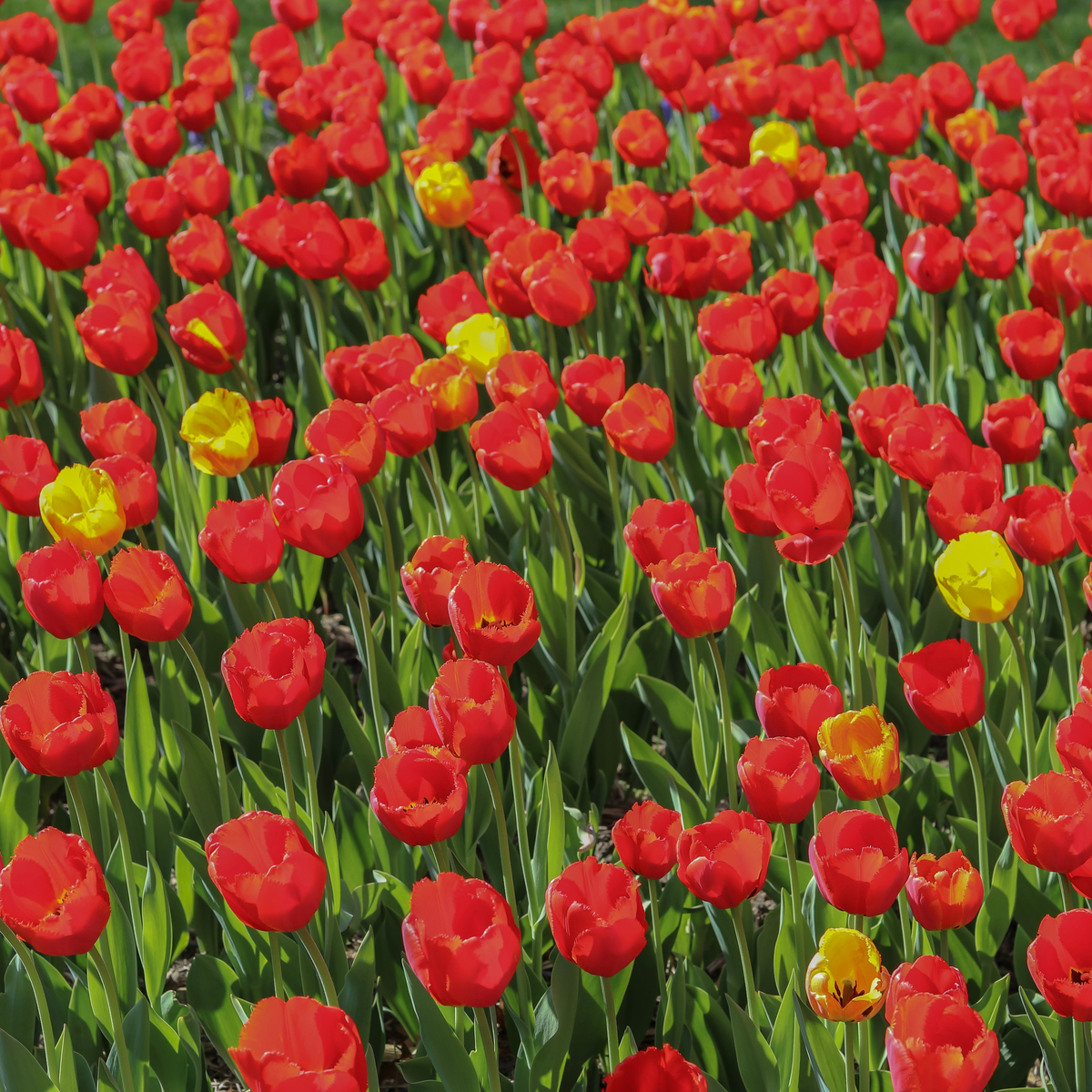 Los 8 mejores festivales de tulipán en los EE. UU. - 11
