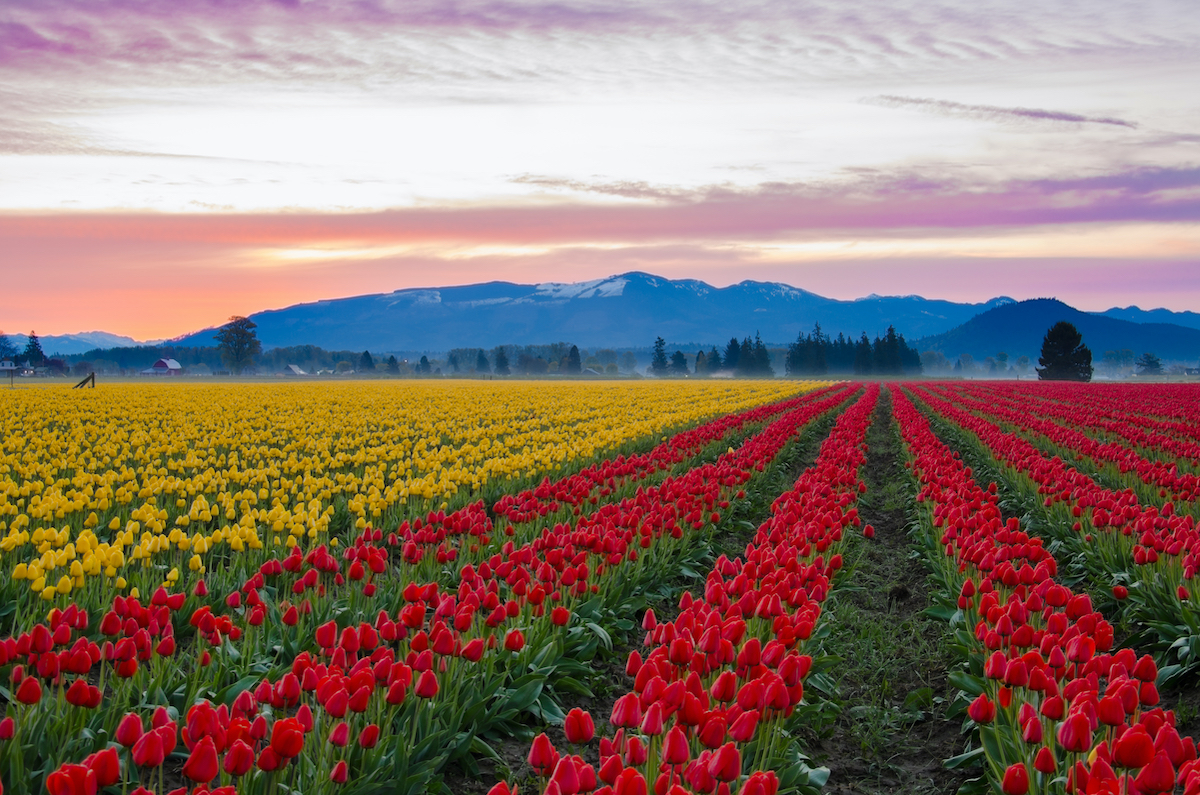 Los 8 mejores festivales de tulipán en los EE. UU. - 7