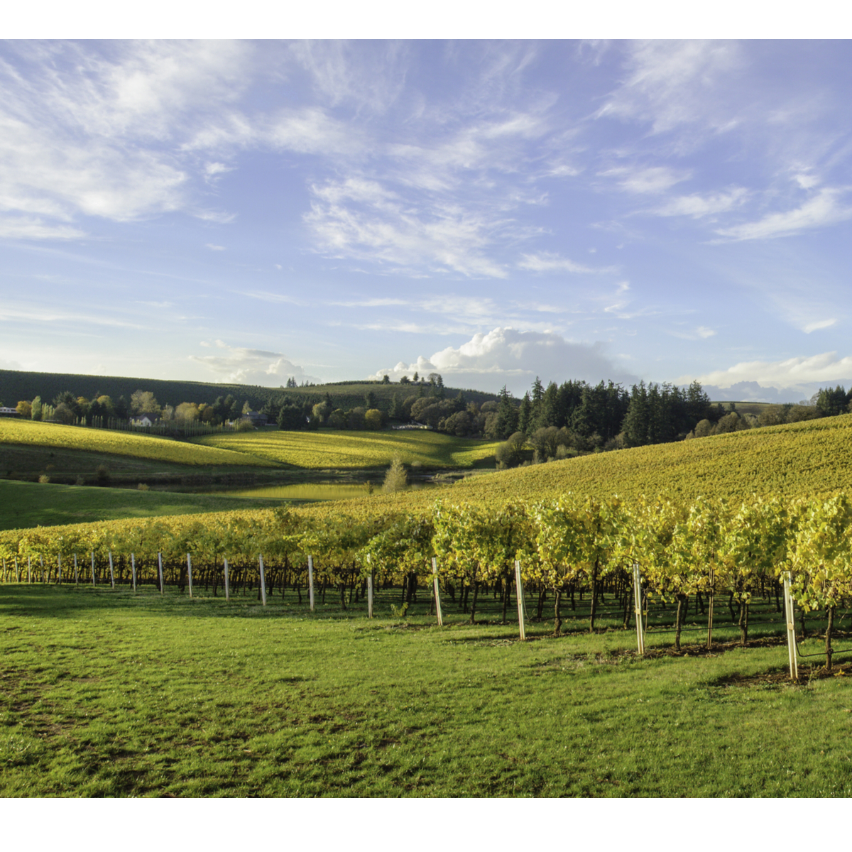 Degustación de vinos en el valle de Willamette de Oregon: 9 cosas que saber - 9