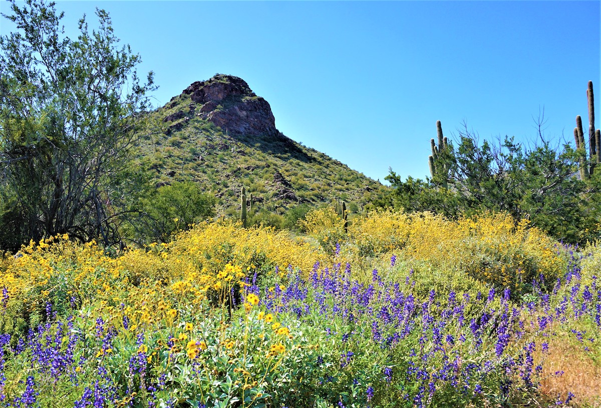 Mis 5 experiencias de primavera favoritas en el desierto de Arizona - 7