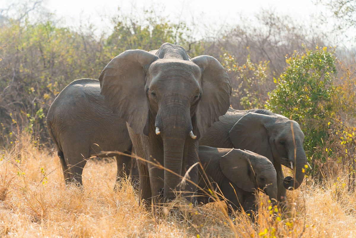 7 animales fantásticos para ver en Safari y los mejores lugares para encontrarlos - 9