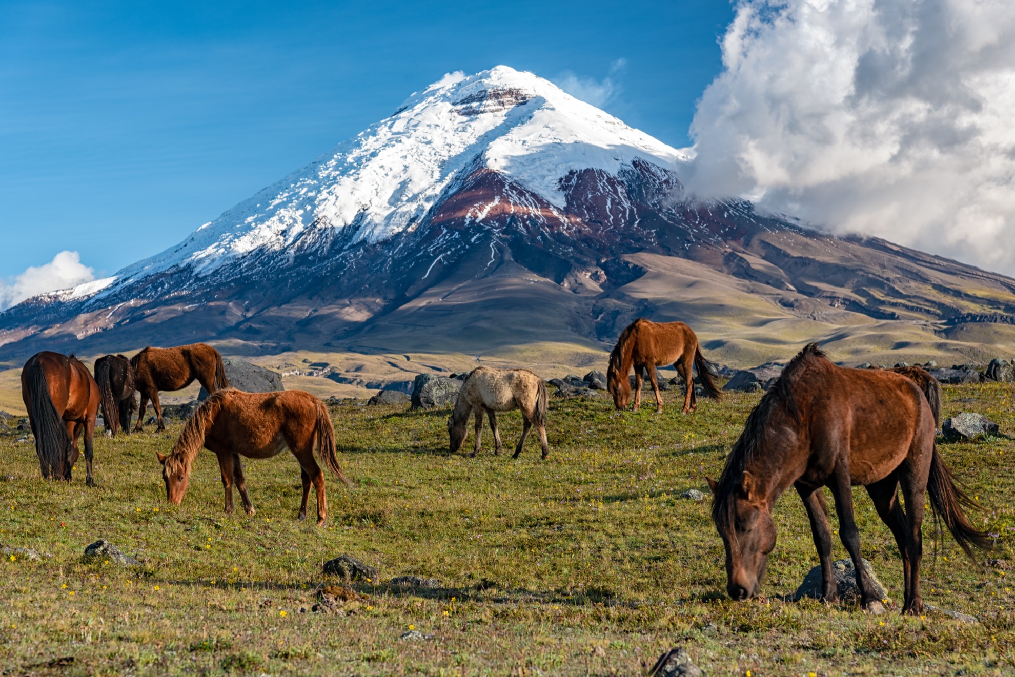 8 lugares para ver caballos salvajes en todo el mundo - 13