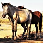 Cómo detectar el caballo salvaje en Salt River Canyon