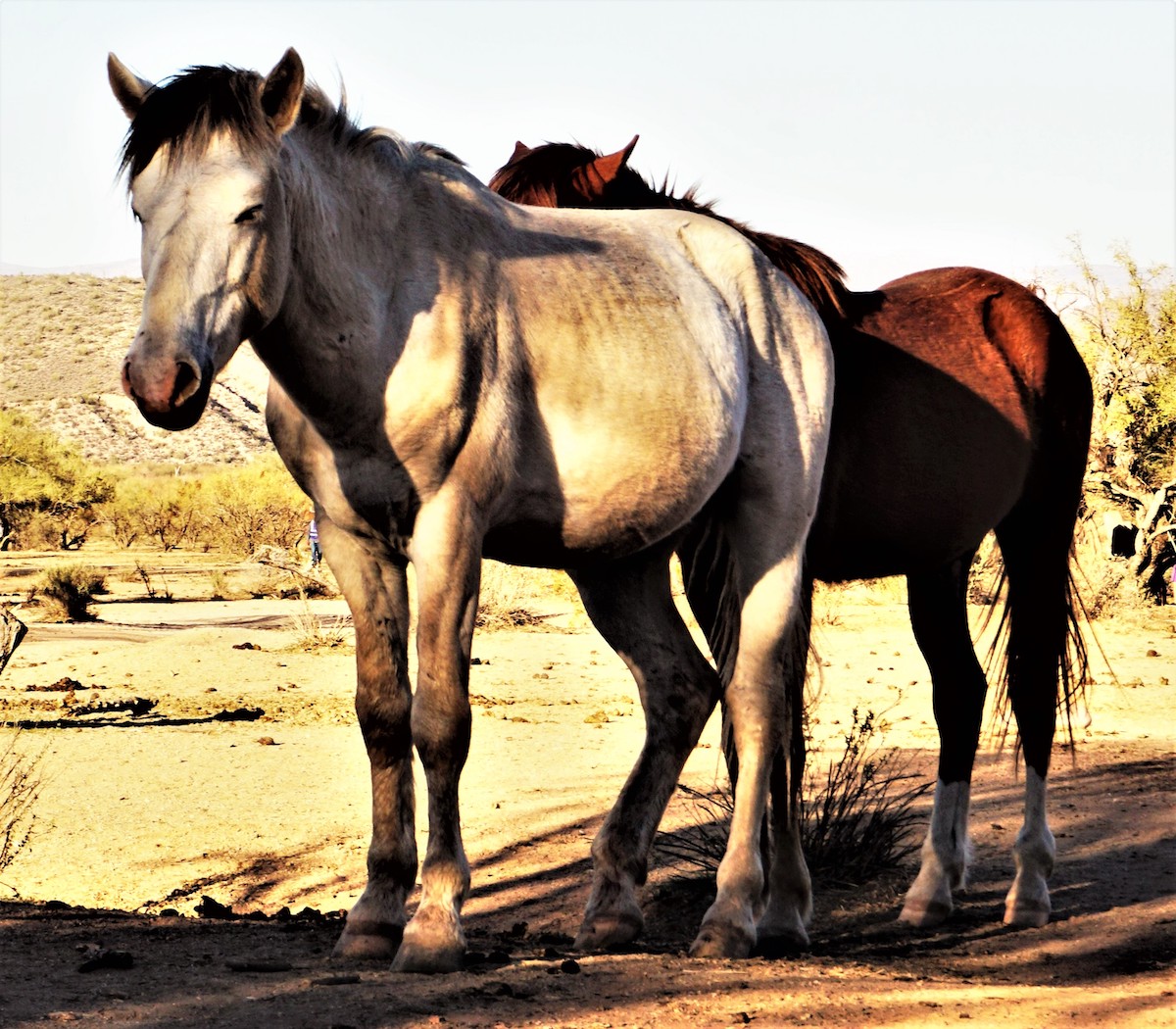 Cómo detectar el caballo salvaje en Salt River Canyon - 179