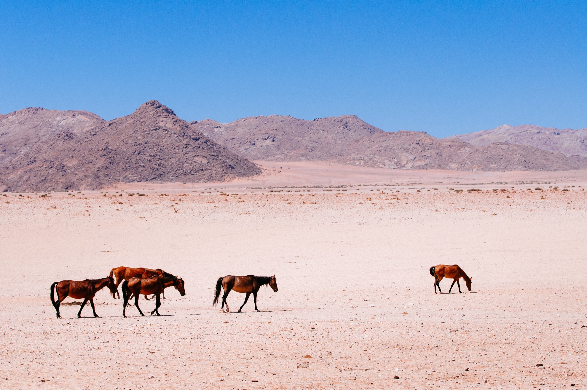 8 lugares para ver caballos salvajes en todo el mundo - 19