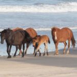 8 lugares para ver caballos salvajes en todo el mundo