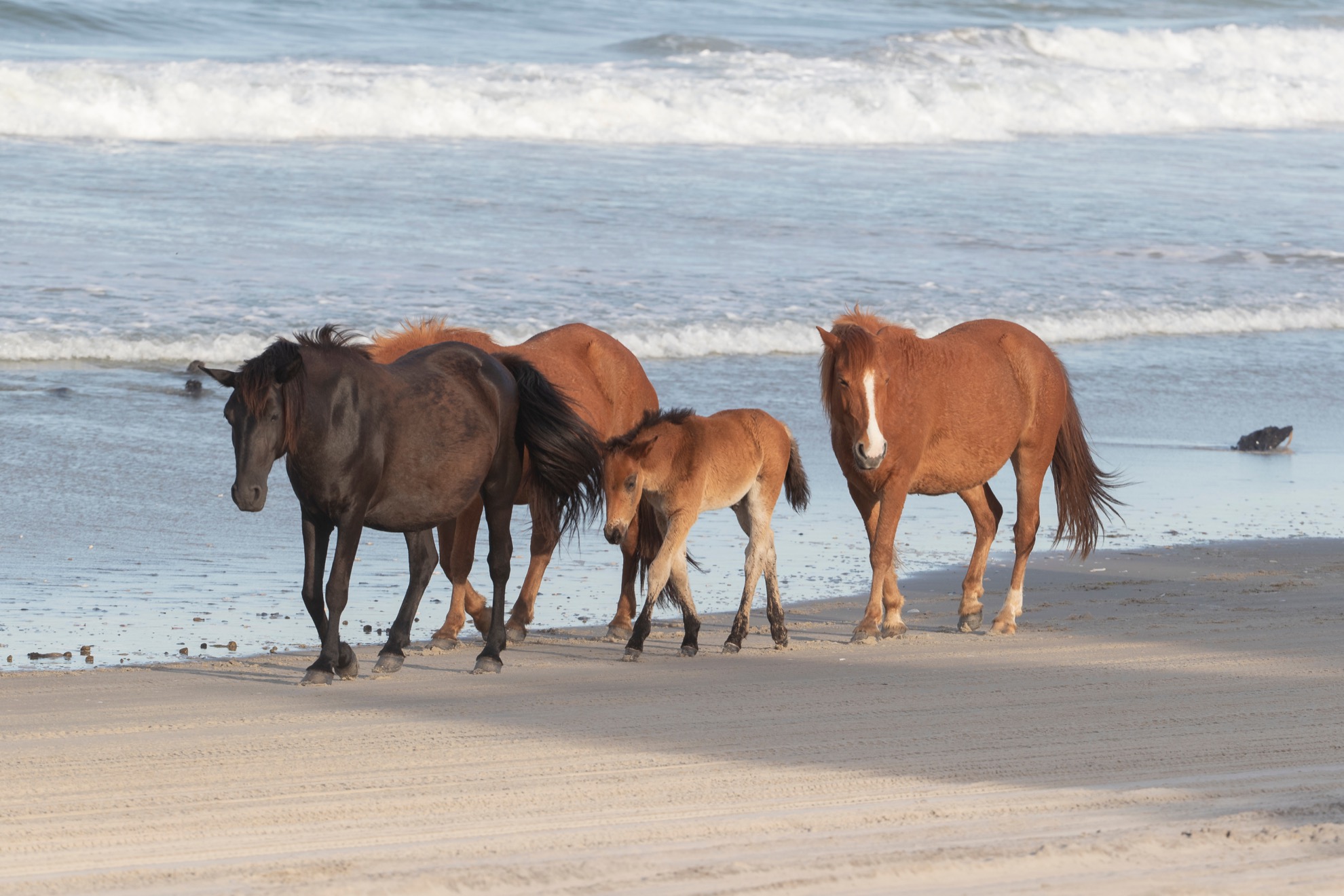 8 lugares para ver caballos salvajes en todo el mundo - 161