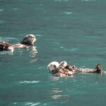 6 grandes lugares para ver nutrias marinas en la naturaleza
