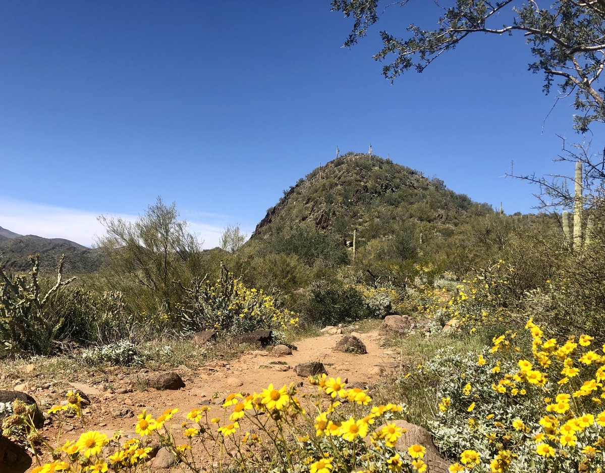 5 caminatas perfectas de flores silvestres en Arizona - 7