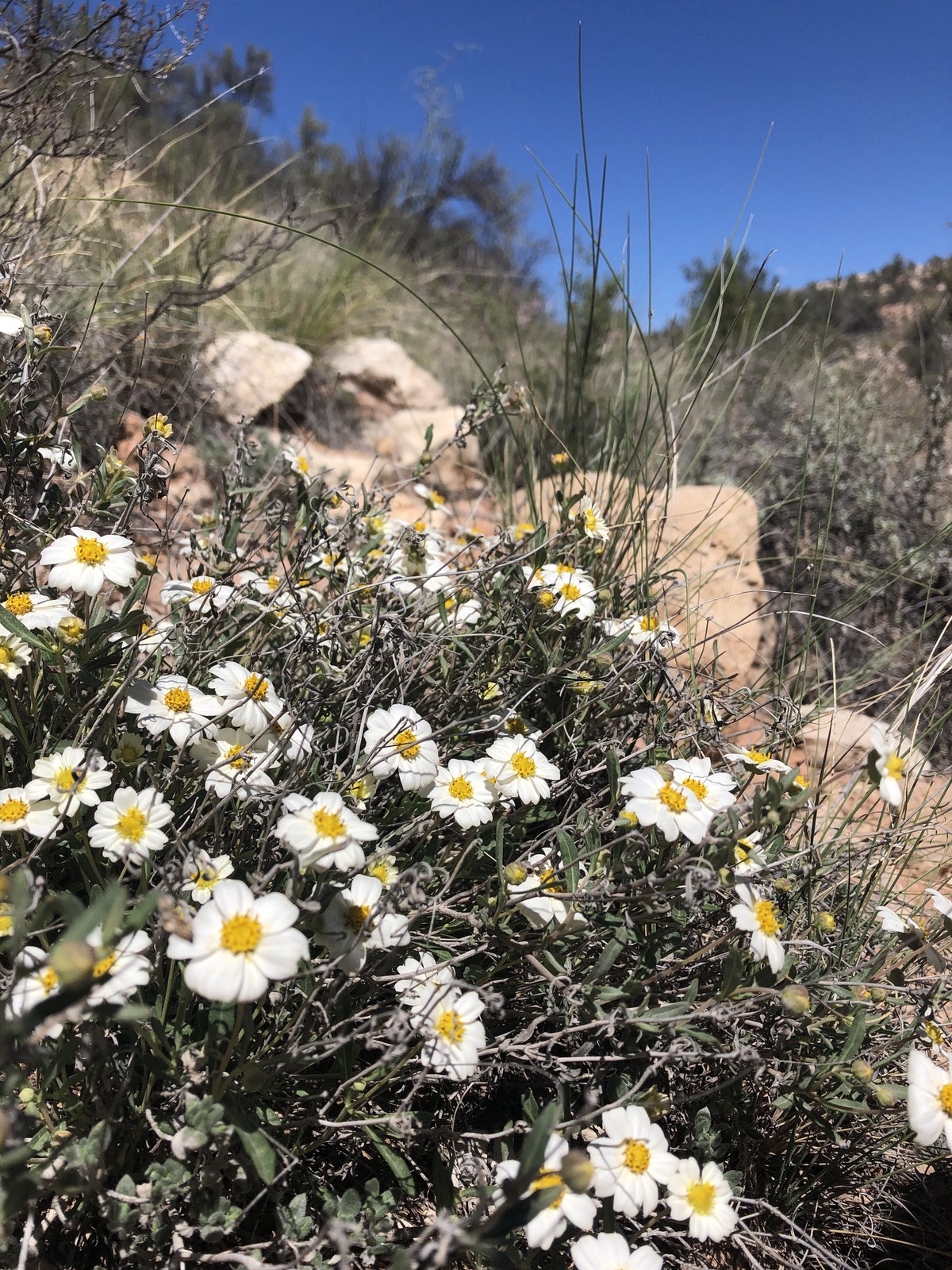 5 caminatas perfectas de flores silvestres en Arizona - 13