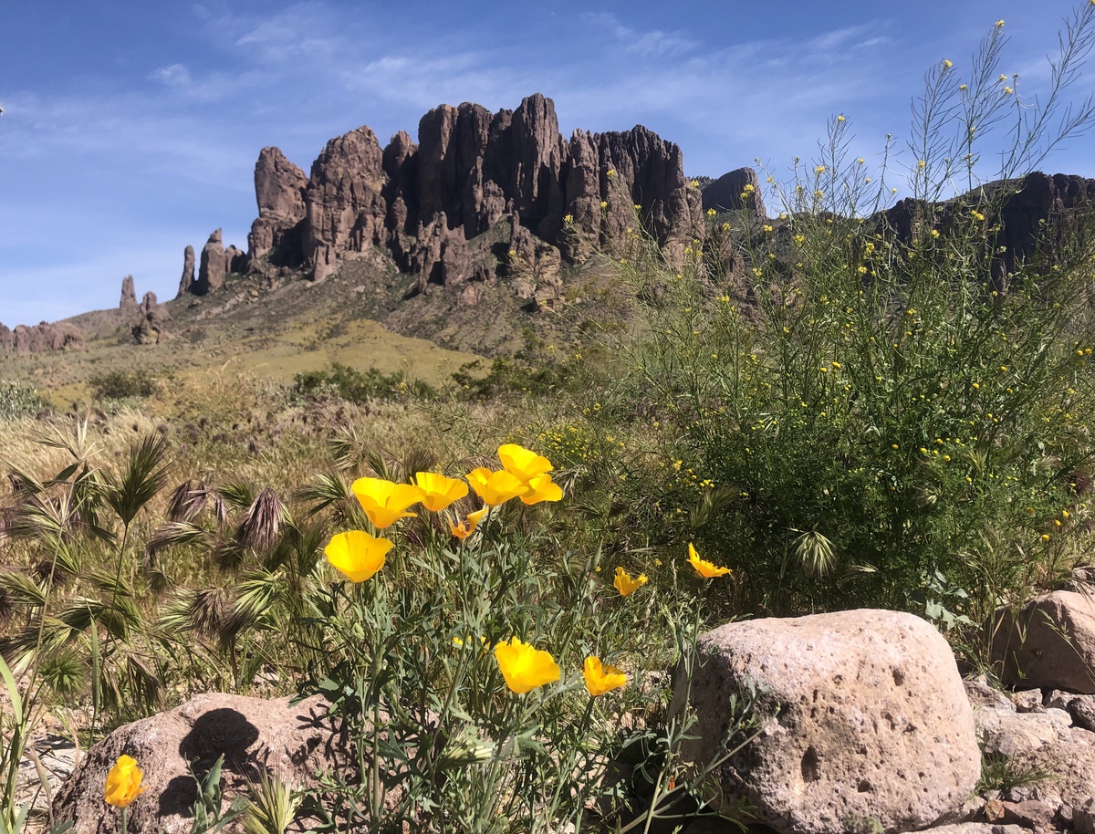 5 caminatas perfectas de flores silvestres en Arizona - 19