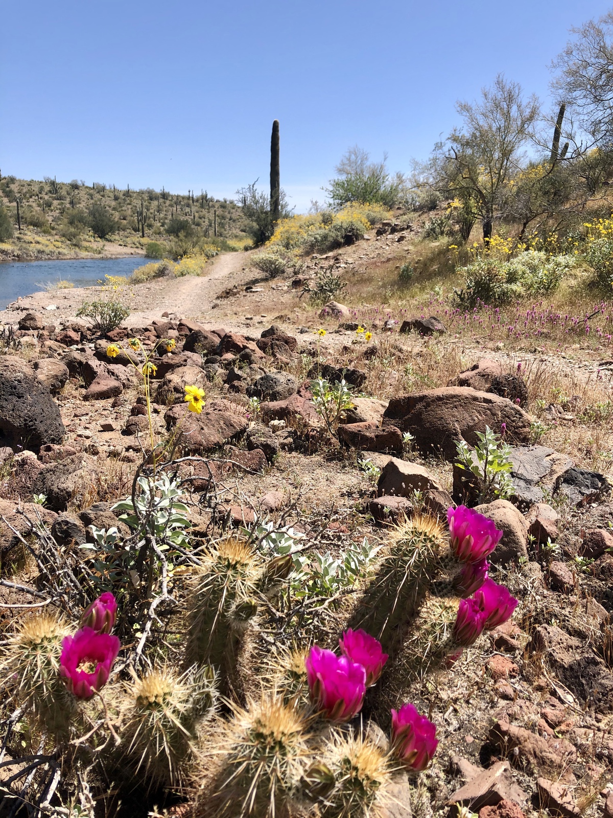 5 caminatas perfectas de flores silvestres en Arizona - 17