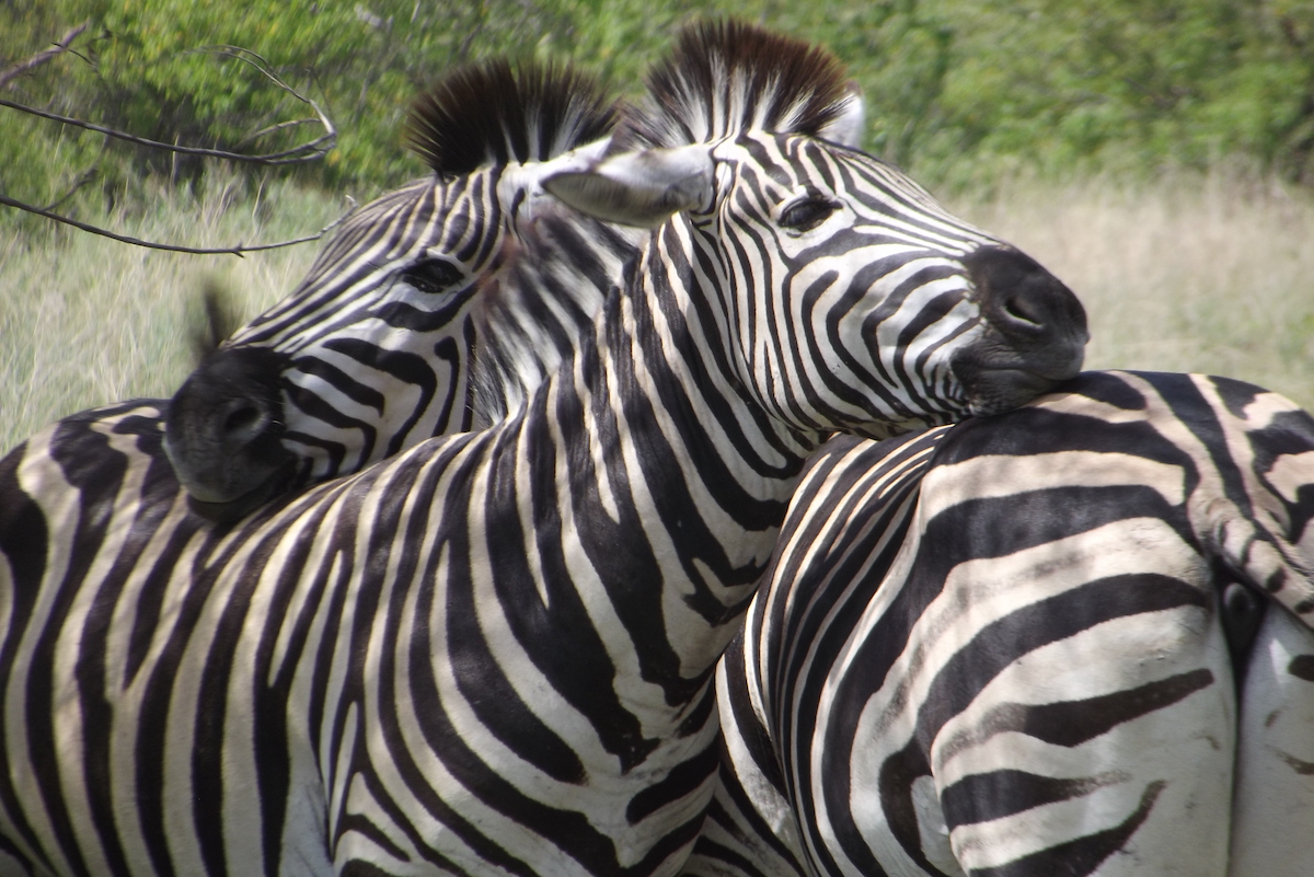 10 mejores parques de safari para visitar en África - 13